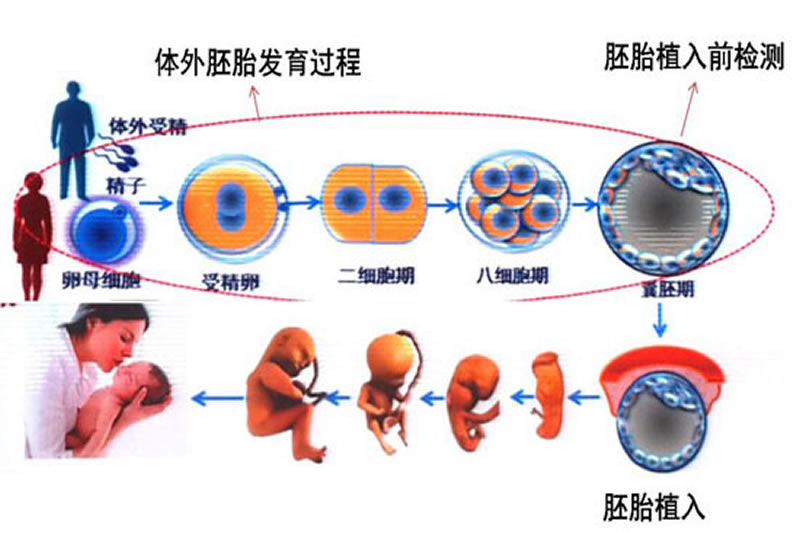 第三代试管婴儿流程指南,费用、过程、成功率全解读(图3) 第三代试管婴儿流程指南,费用、过程、成功率全解读(图3)