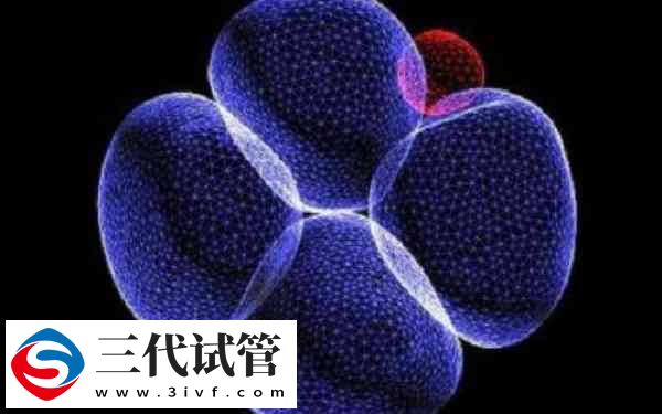 13细胞胚胎怎么样(图2) 13细胞胚胎怎么样(图2)