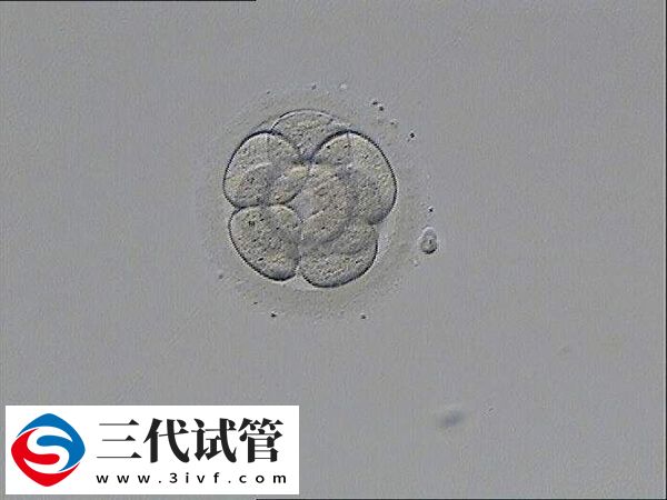 囊胚5ab质量好还是4bb好(图1)