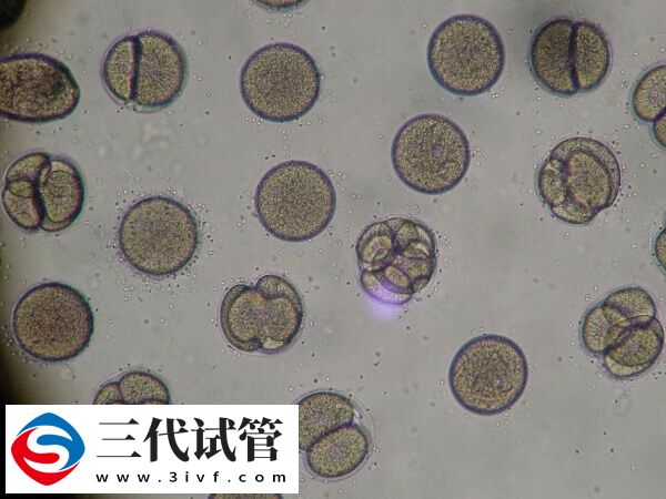 囊胚5ab质量好还是4bb好(图2)