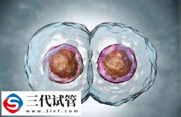一次移植2个囊胚成功率多少(图1)