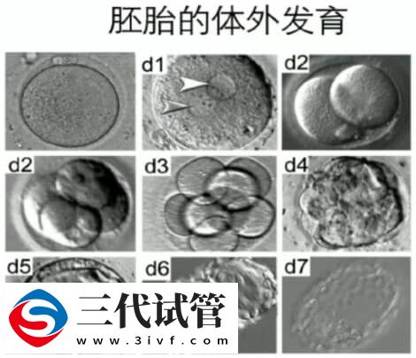 养囊第7天还能不能成功(图1) 养囊第7天还能不能成功(图1)